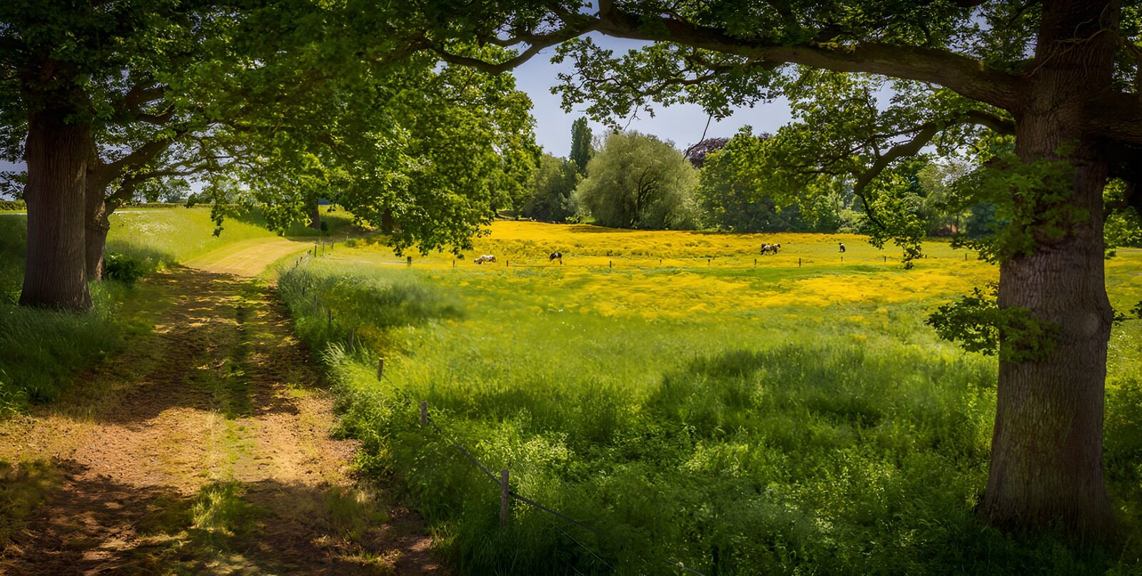 TPDE55323: Blühende Sommerwiese