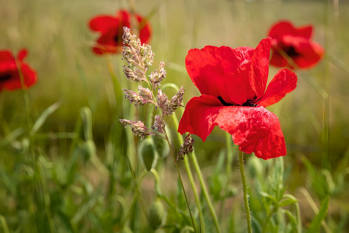 Rote Mohnblumen im Sonnenschein