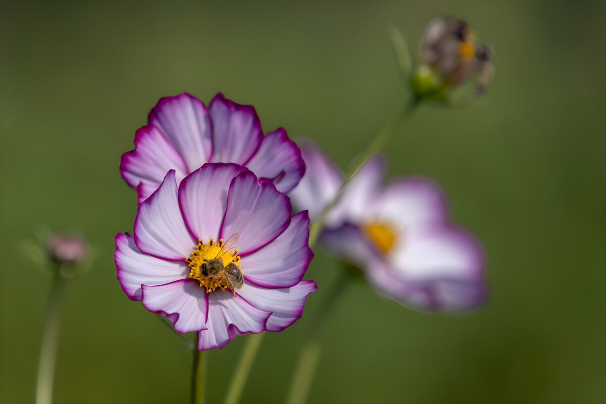 Bienenbesuch auf bunten Cosmea-Blüten