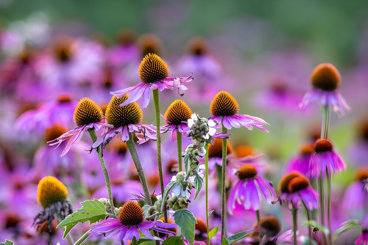 TPDE10987: Bunte Echinacea im Sommergarten