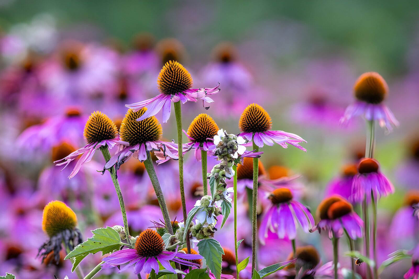 TPDE10987: Bunte Echinacea im Sommergarten