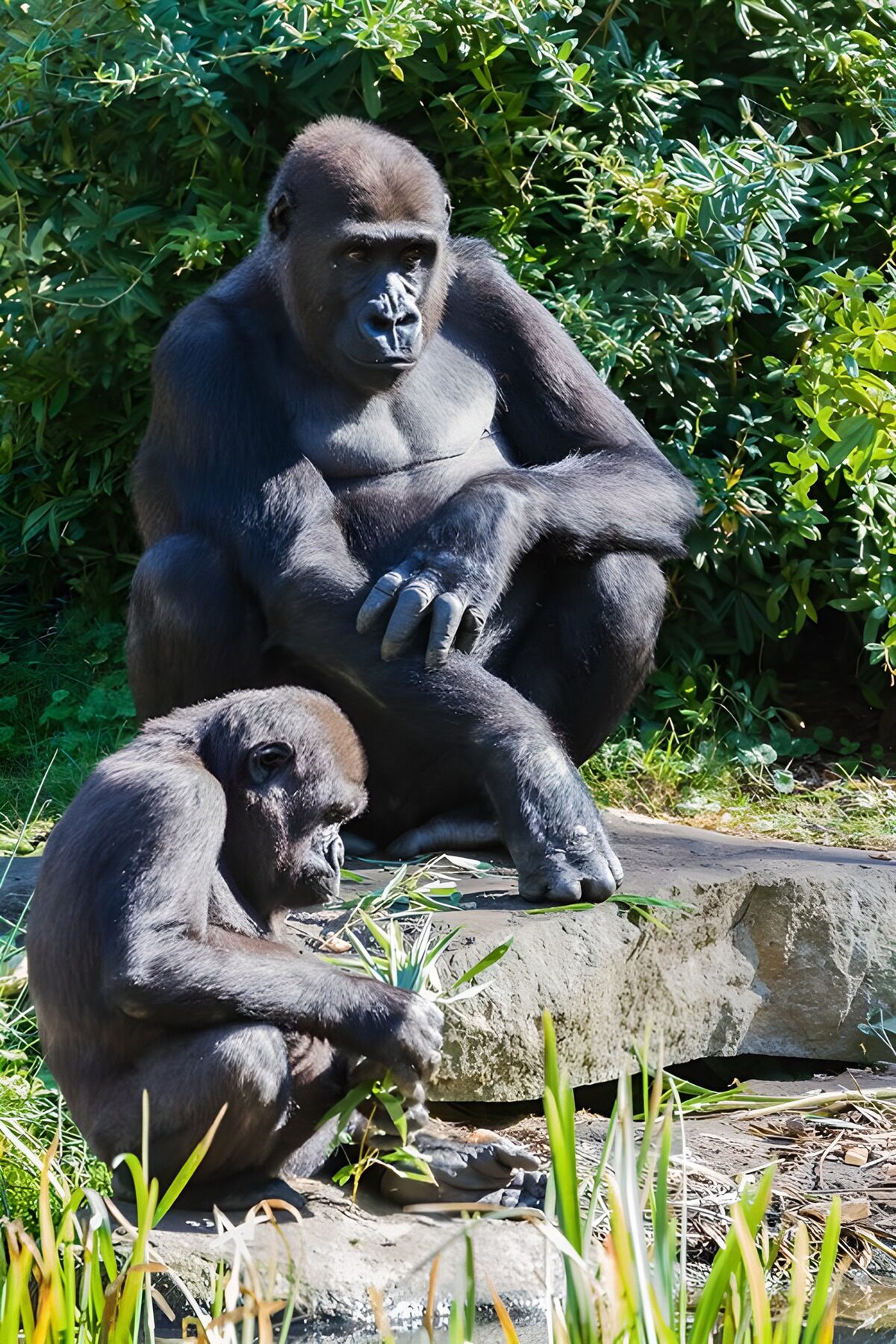 schwarzer Gorilla mit Sohn im Grünen