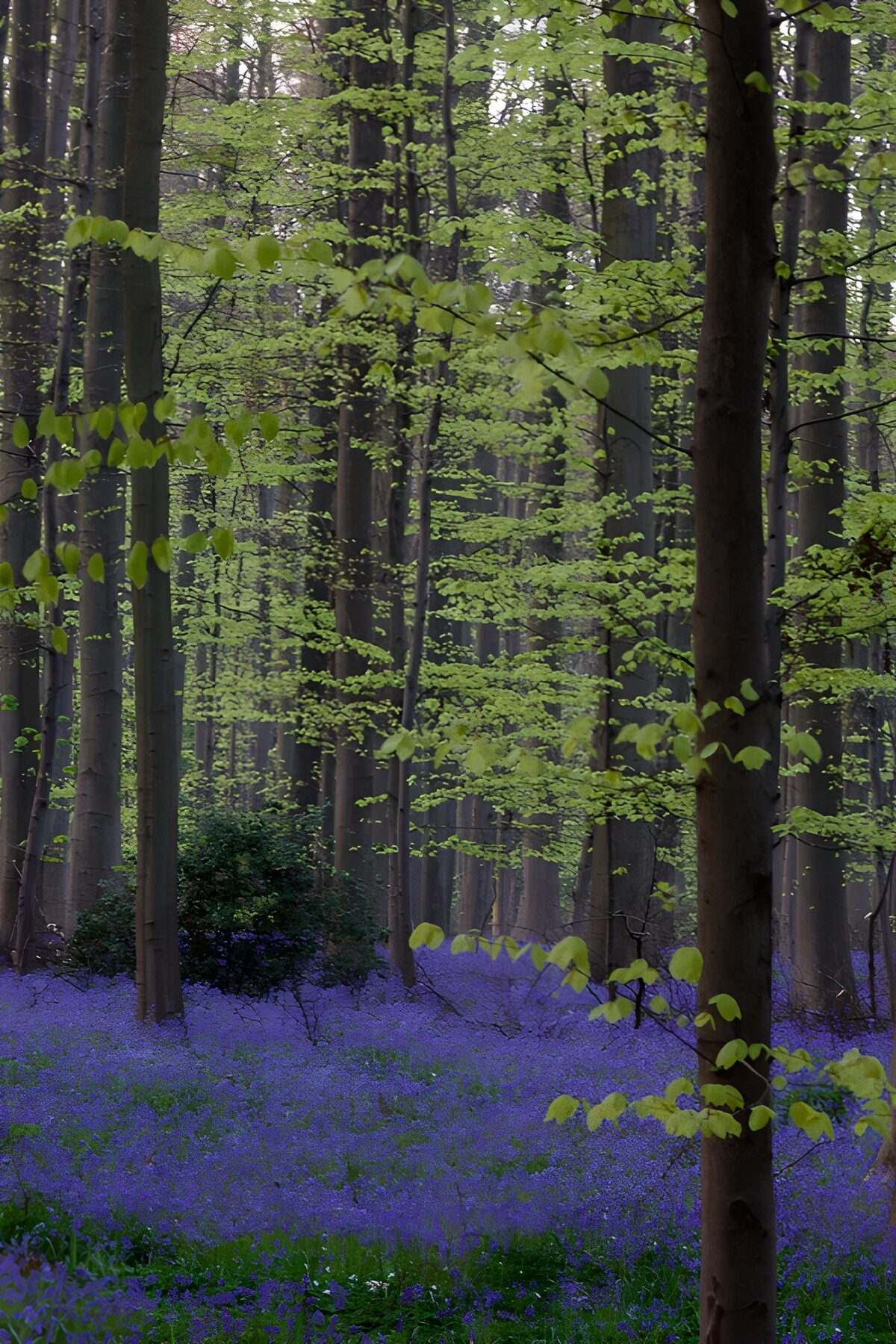 TPDE64841: Blühender Wald im Frühling
