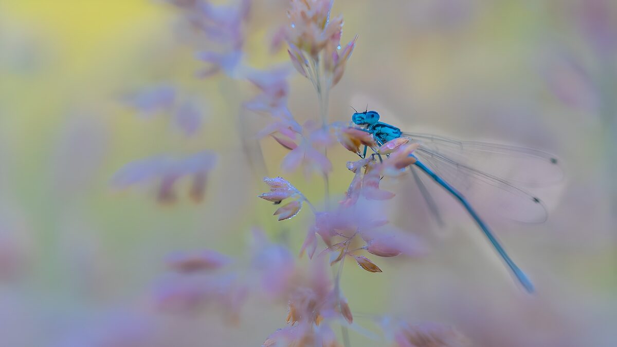 TPDE71824: blaue Libelle auf einer Blüte
