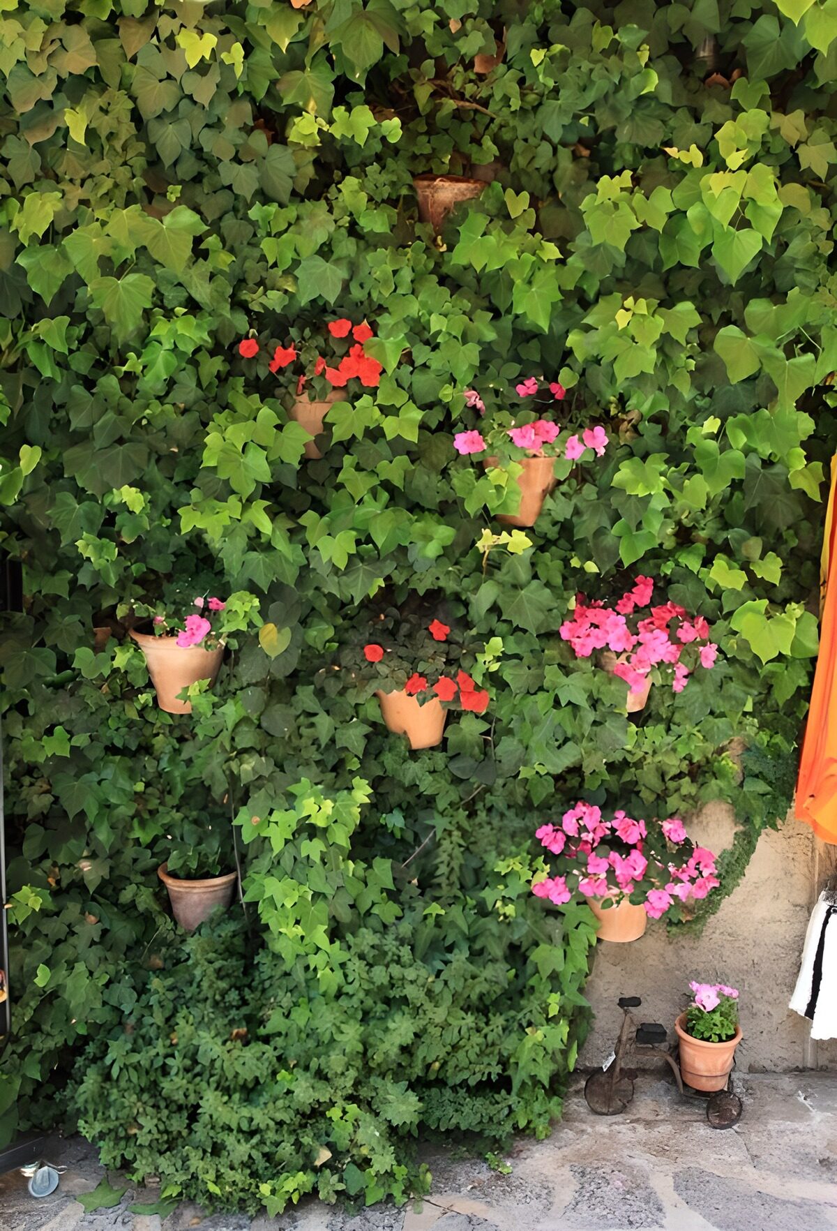 TPDE79569: Kletterpflanzen und blühende Pflanzen als Gartendeko