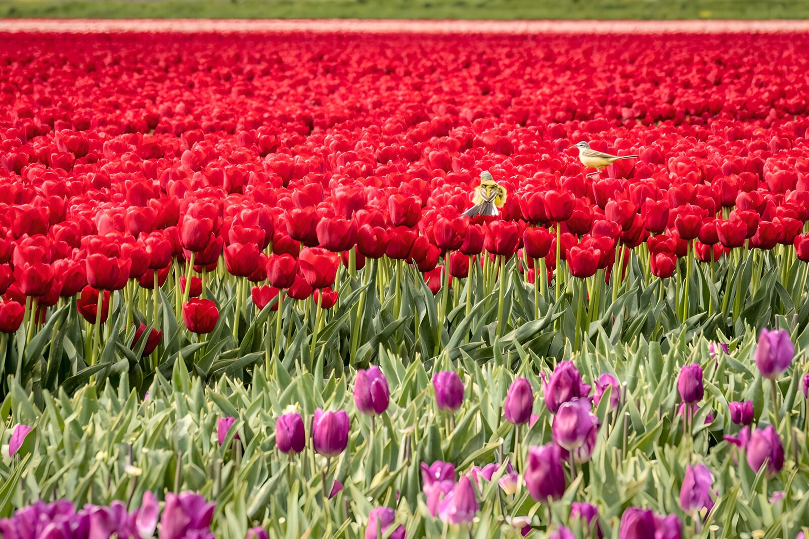 TPDE70566: Tulpenfeld mit bunten Vögeln