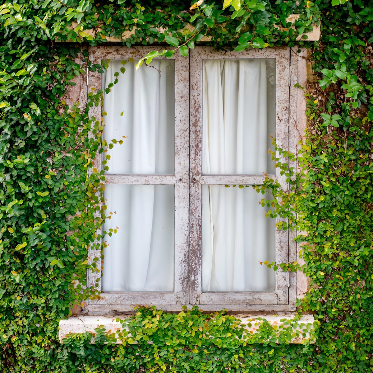 Begrünte Fenster mit weißen Vorhängen
