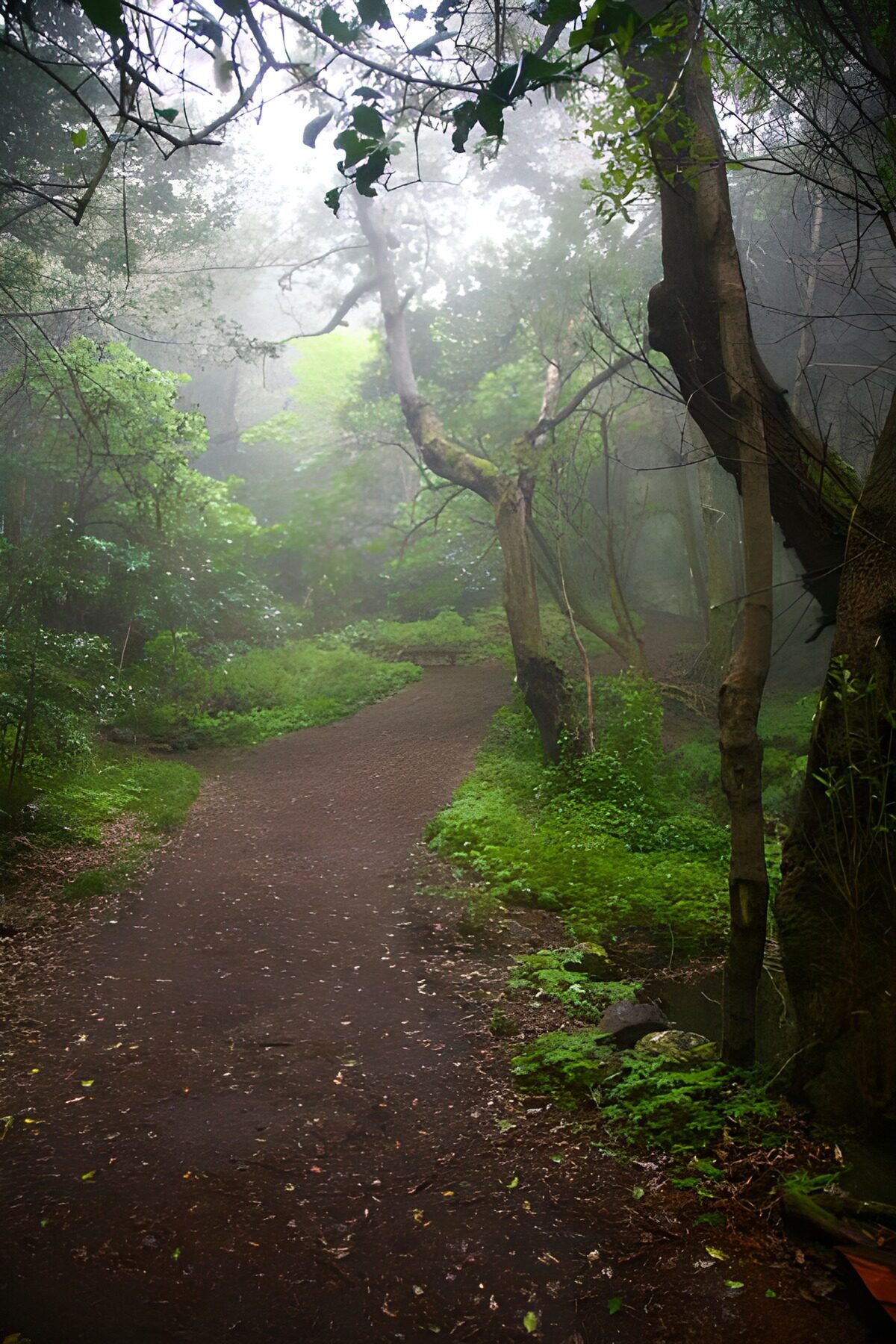 Wanderweg durch Naturschutzgebiet auf La Gomera 41