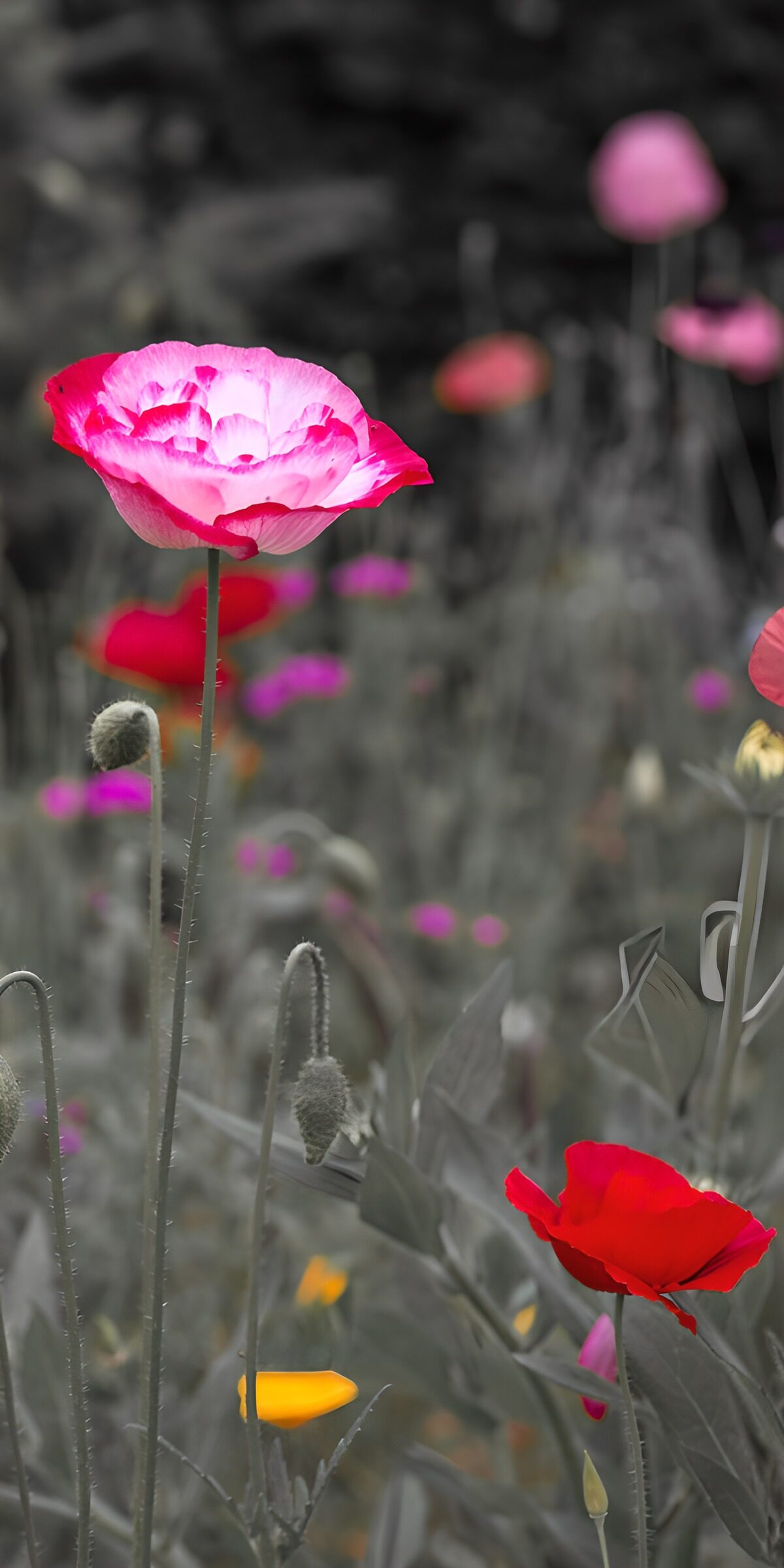 TPDE81225: Bunte Mohnblumen im Mittelpunkt