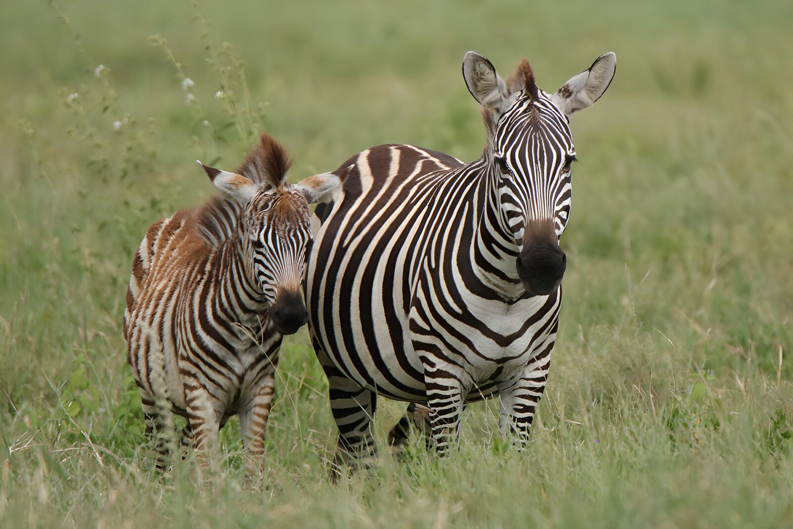 TPDE36212: Zebra Familie in der Savanne