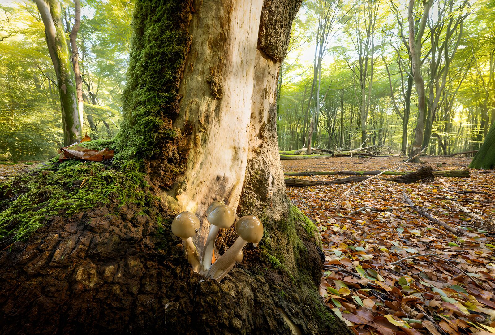 TPDE57919: Zauberhafte Pilze im Wald