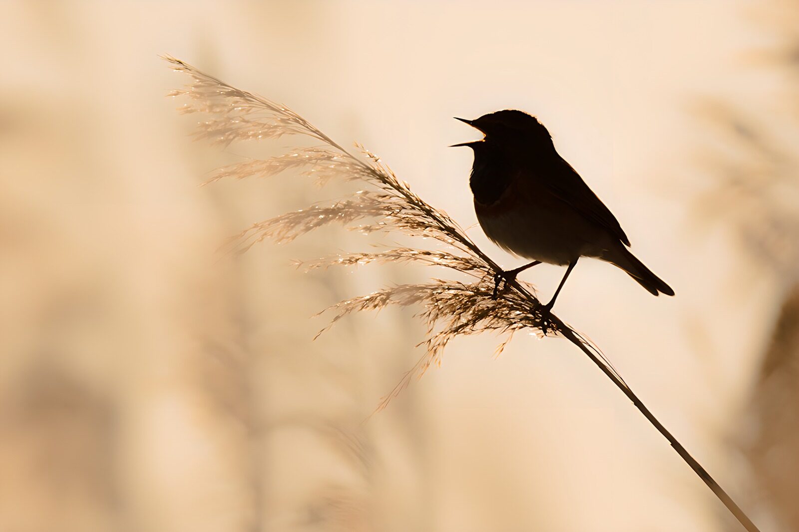 TPDE80659: Singender Vogel im Morgengrauen
