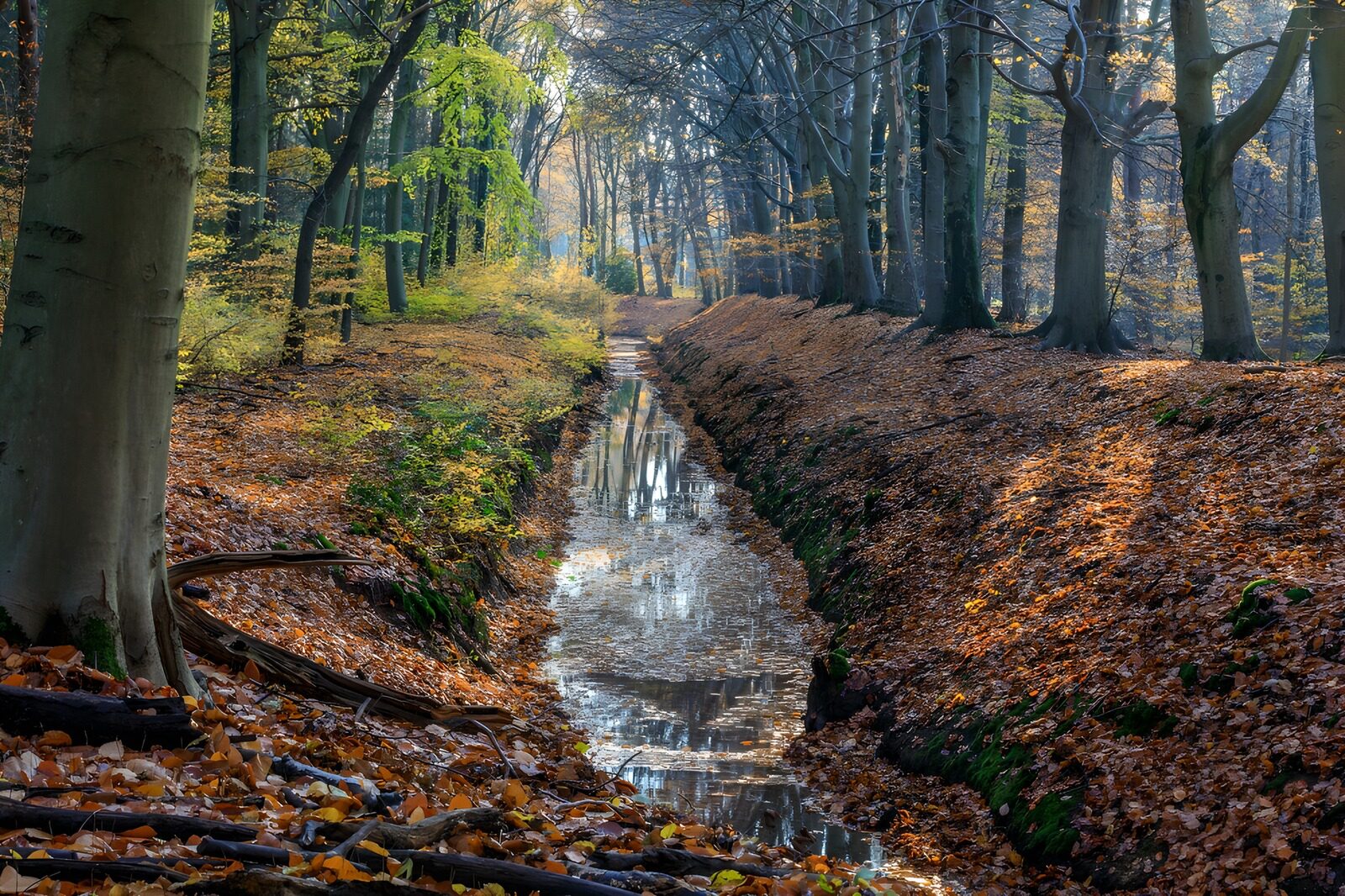 TPDE44524: Herbstlicher Waldweg mit klarer Wasserstelle