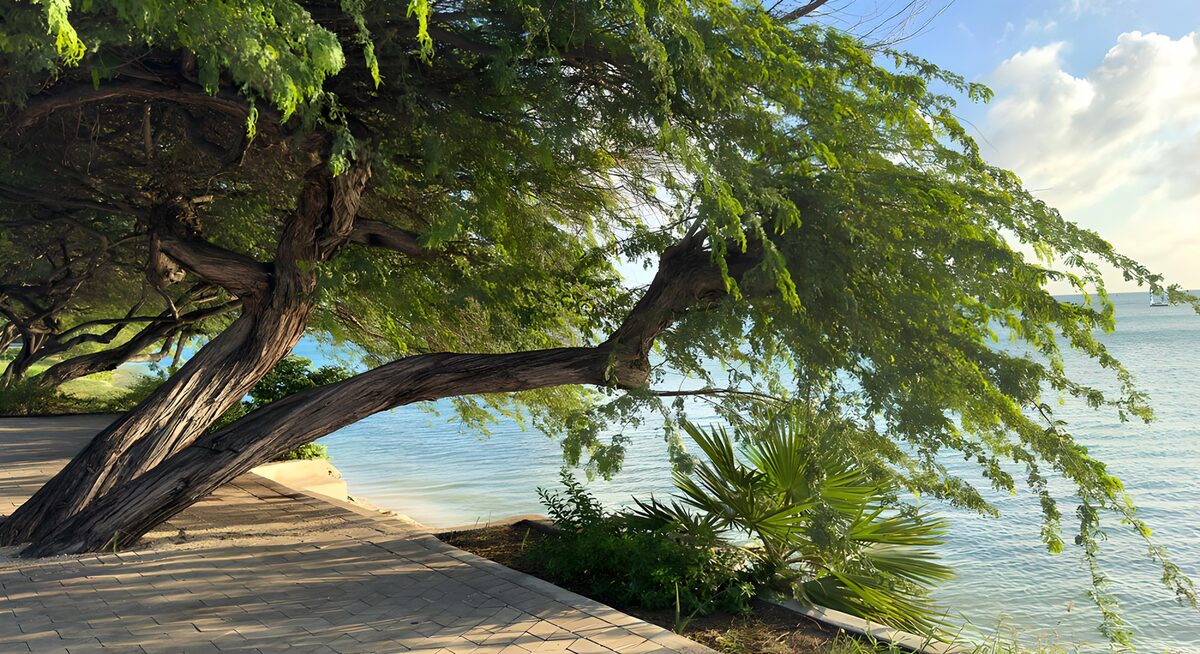 Blick auf den geschwungenen Baum am Wasser