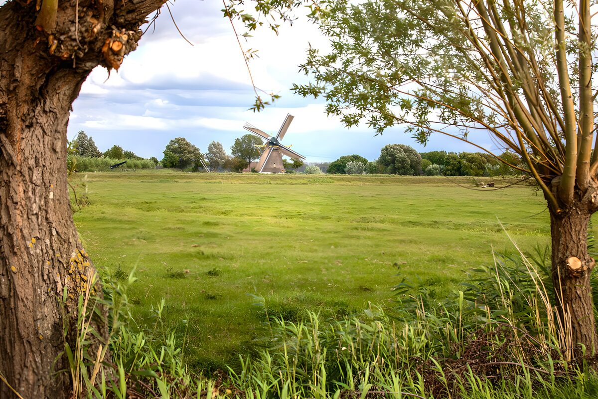TPDE12618: Holländische Aussicht auf Wiese und Mühle