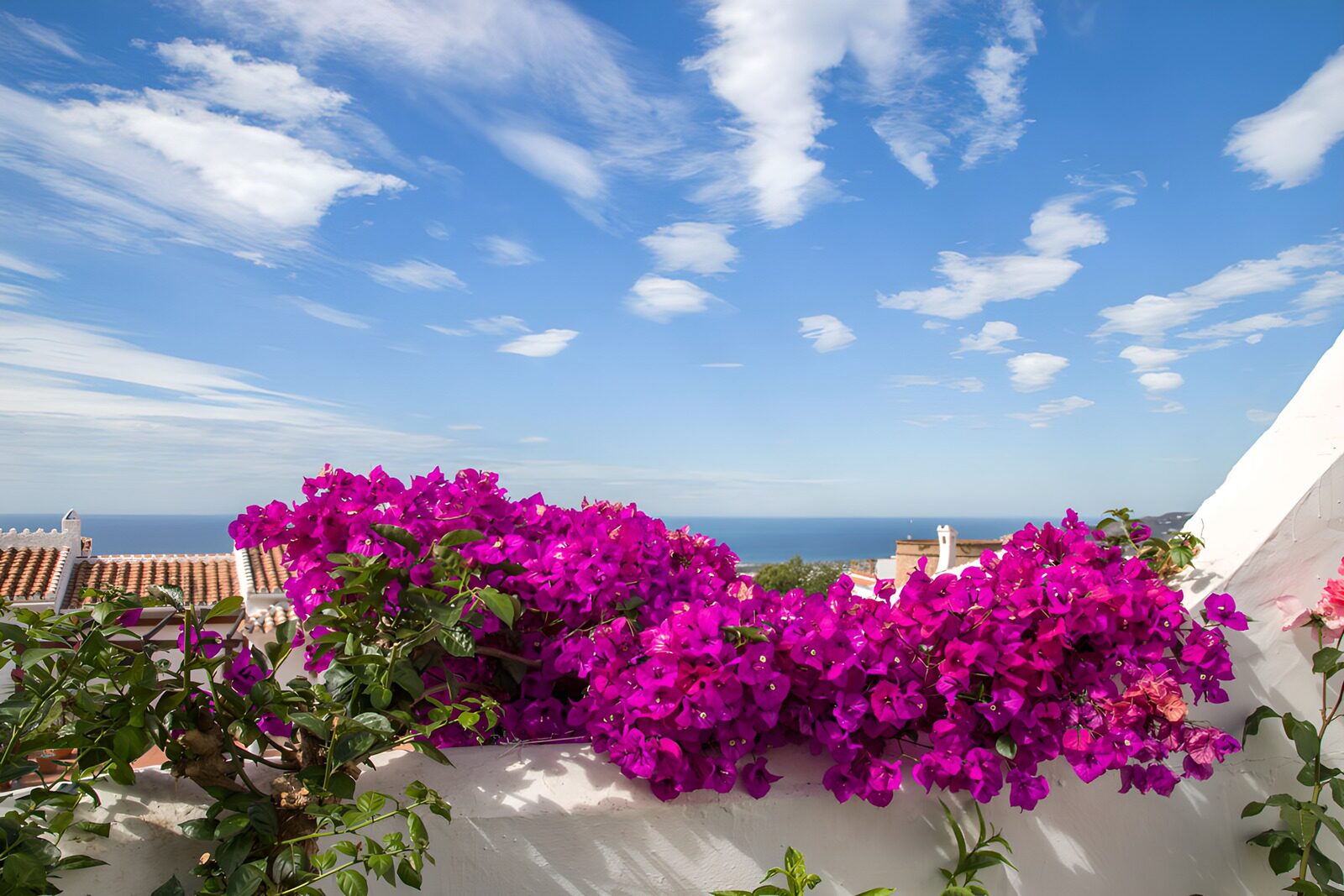 TPDE17302: Bougainvillea über dem Meer