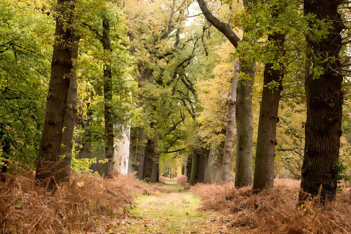 TPDE76349: Herbstlicher Waldweg