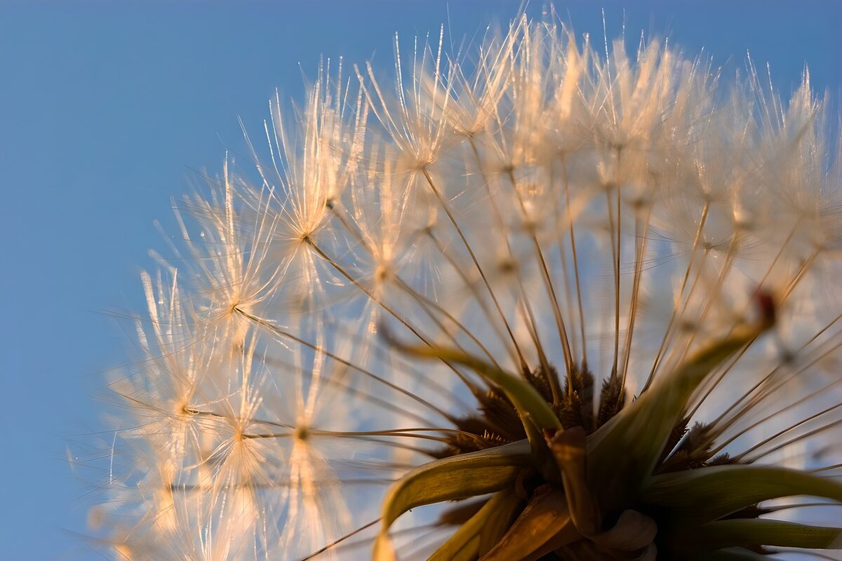 Pappus Krone