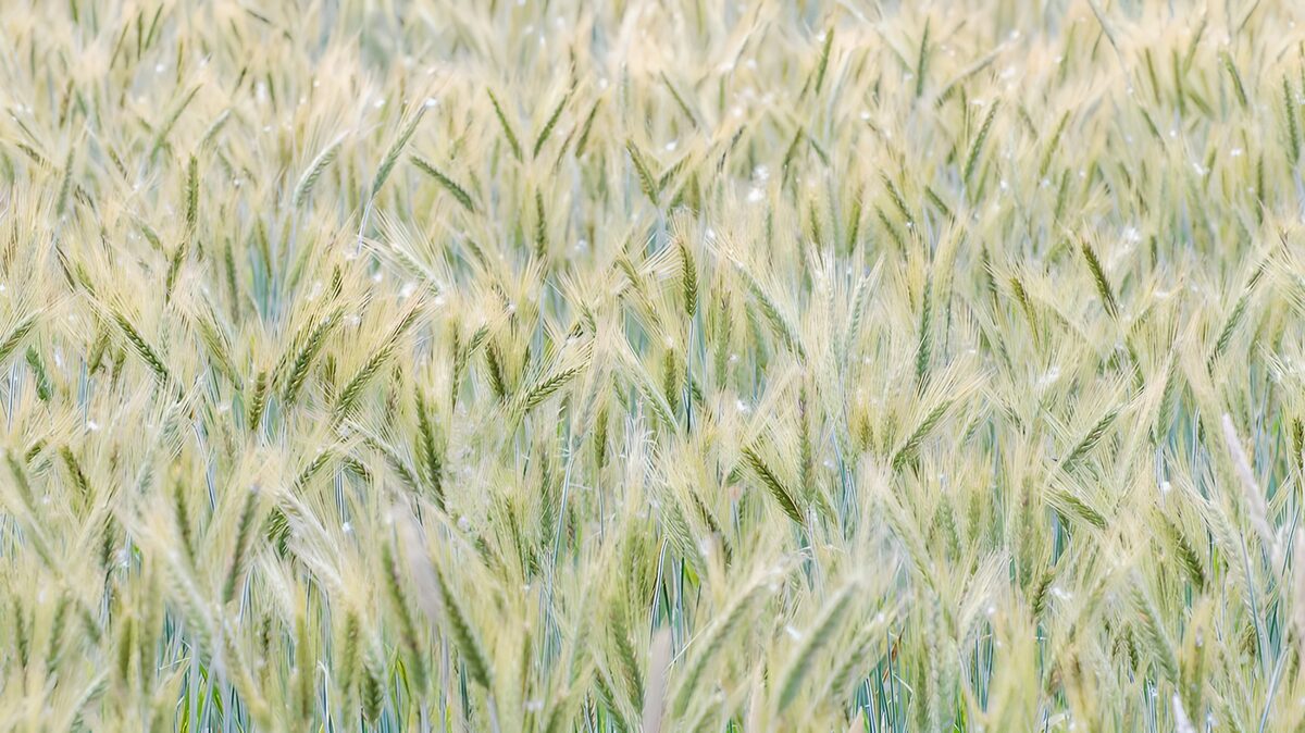 TPDE73558: wundervolle, grüne Ähren im Wind