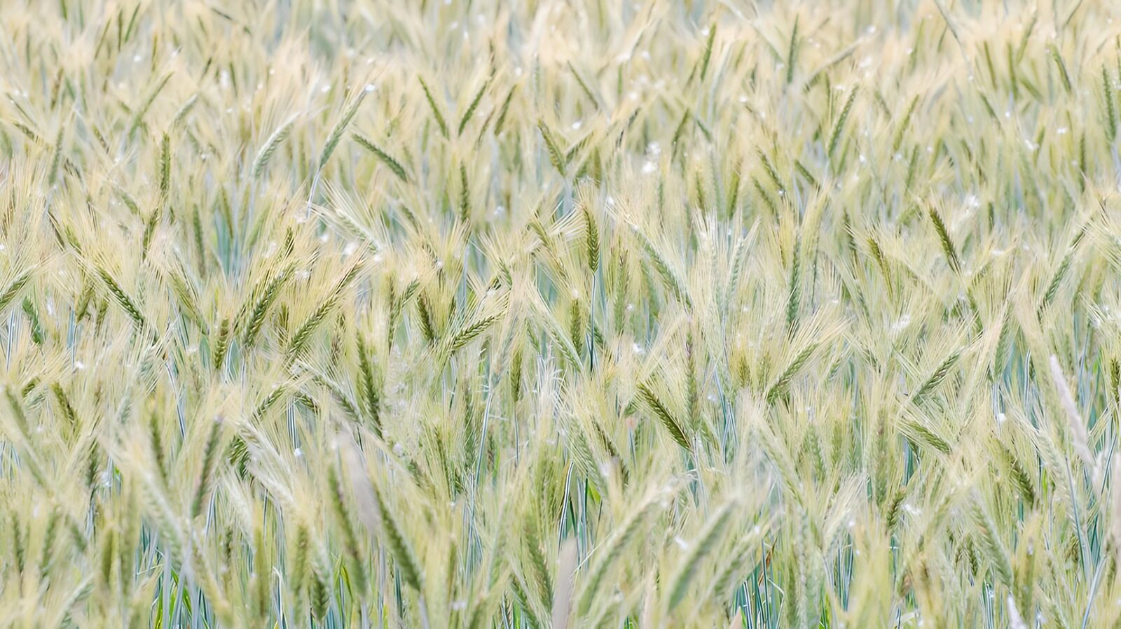 TPDE73558: wundervolle, grüne Ähren im Wind