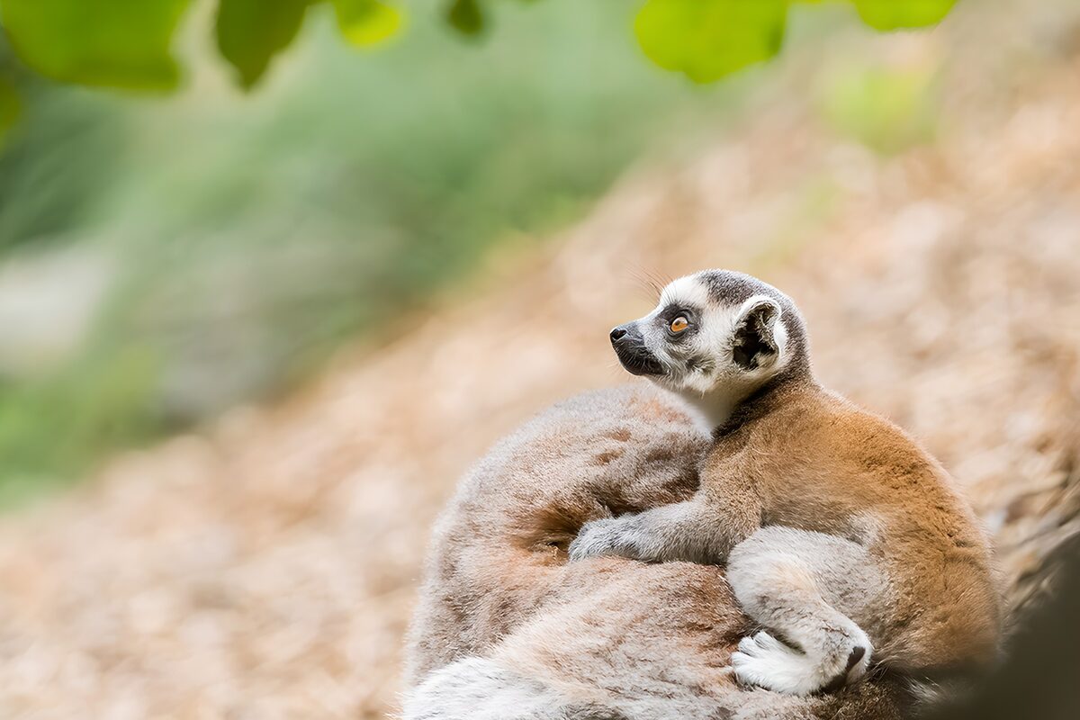 TPDE38167: Junges Lemur auf dem Rücken der Mutter