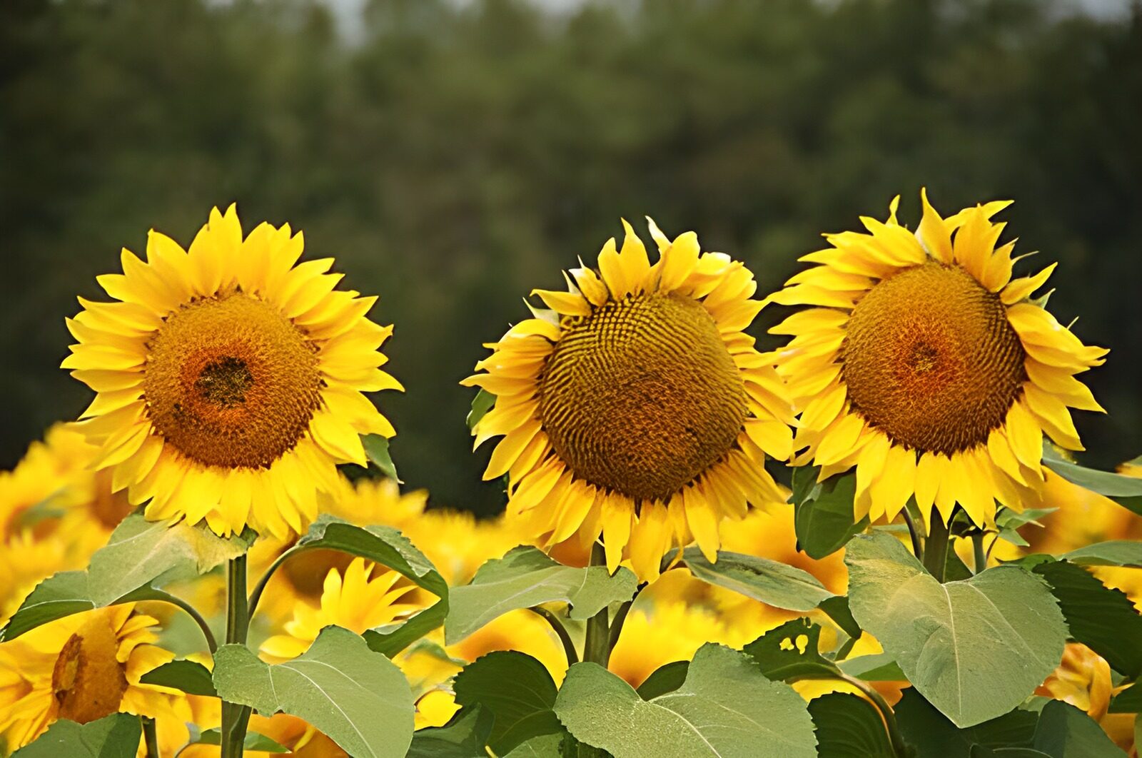 TPDE17937: eine Reihe Sonnenblumen mit Herzförmigenlättern und einem Wald im Hintergrund