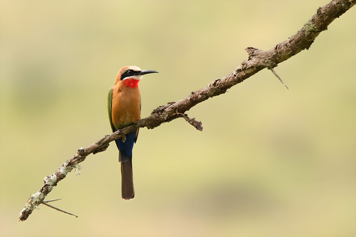 Bunter Vogel auf einem Ast