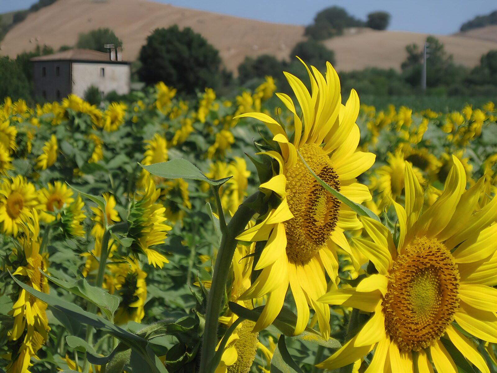 TPDE25049: Sonnenblumenfeld im Sommer
