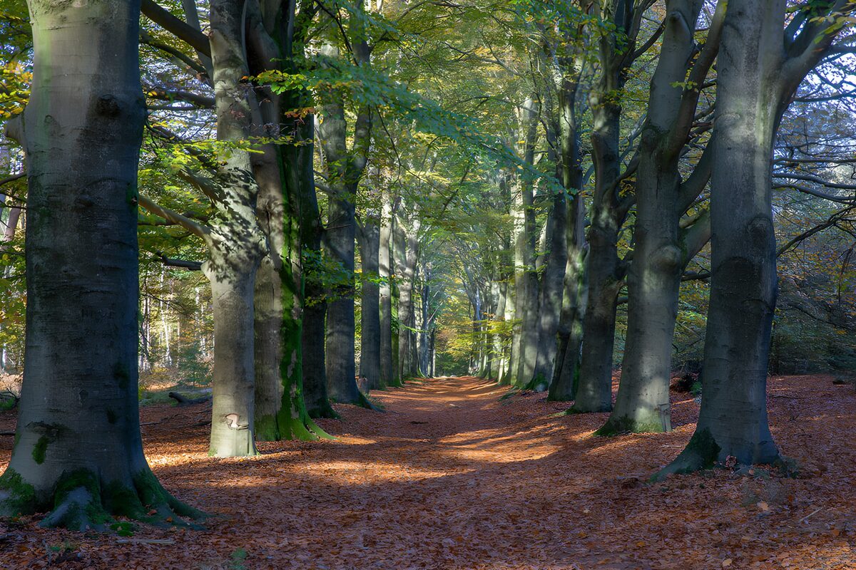 TPDE36684: Herbstlicher Waldweg zwischen Bäumen