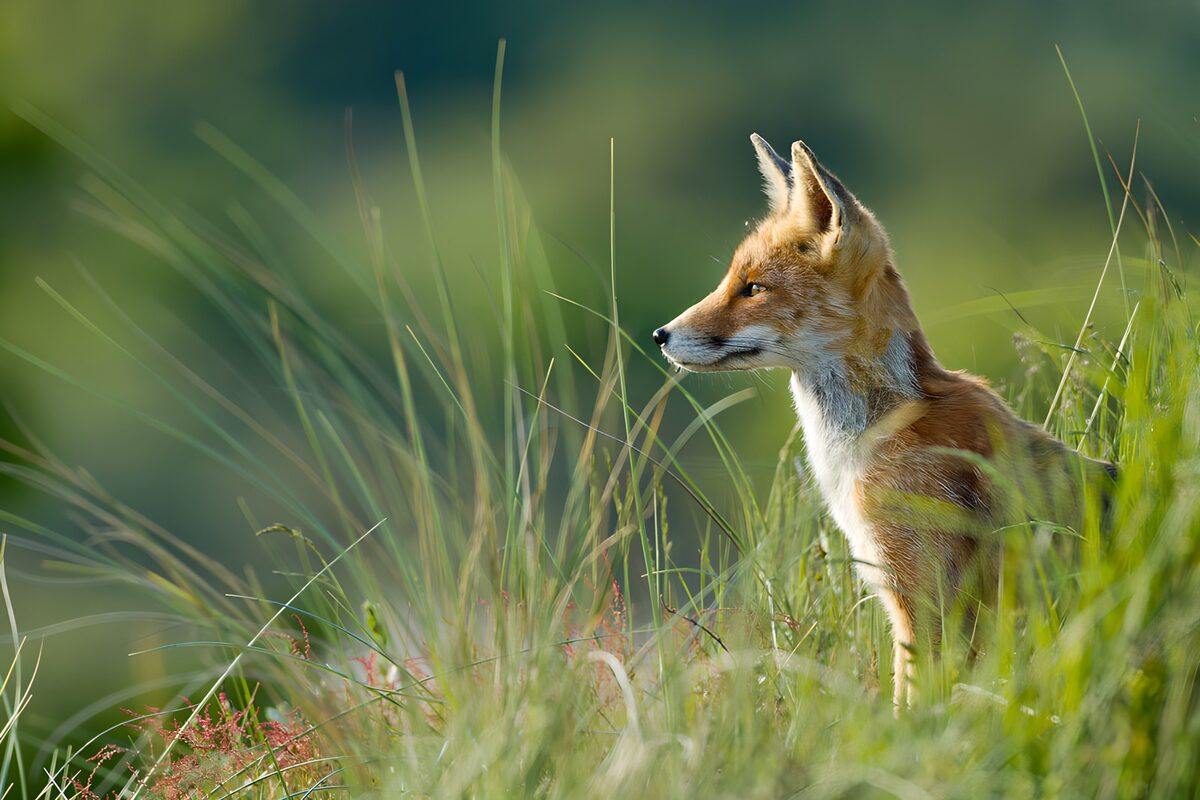 TPDE66763: Fuchs in der Wiese