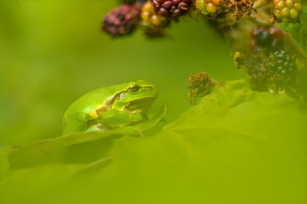 Grüne Frösche in der Natur
