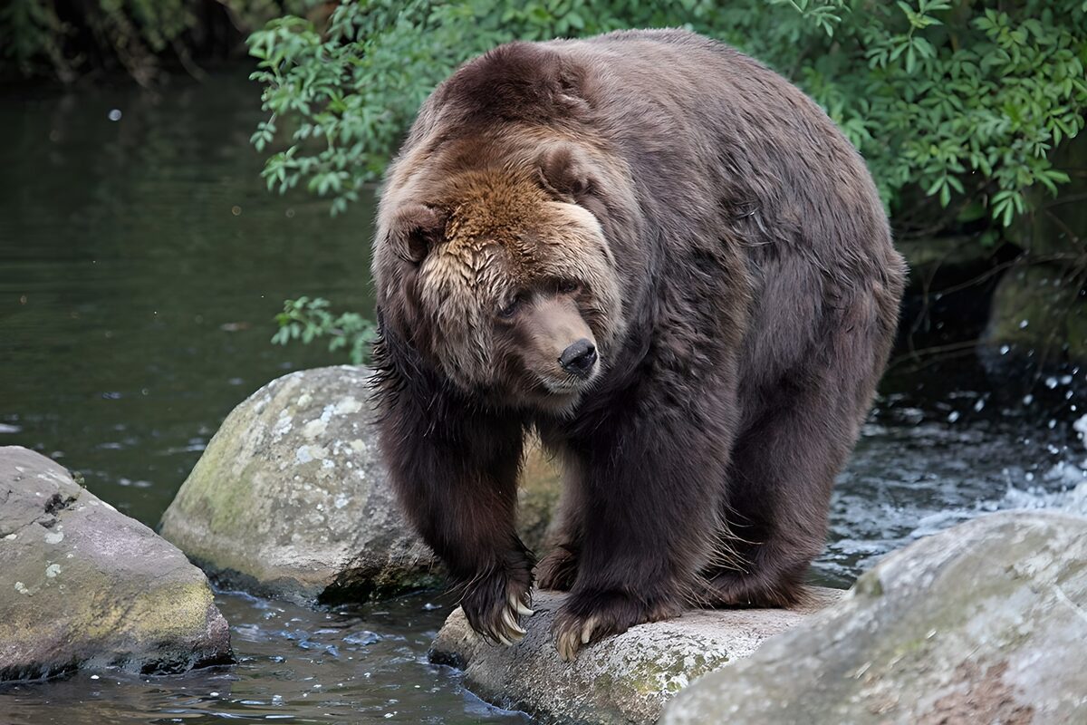 TPDE10198: Grizzlybär an einem Fluß