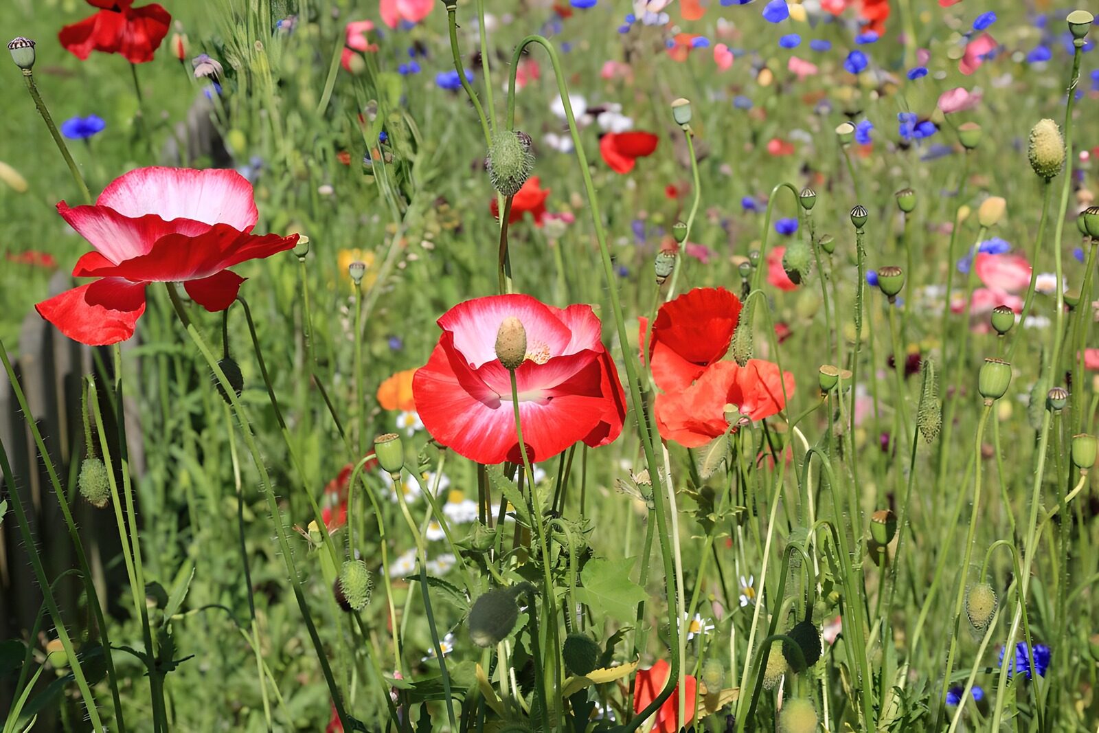 TPDE85422: rosaroter Klatschmohn zwischen anderen Wildblumen