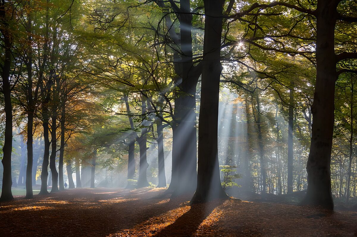 Strahlenbüschel auf einen Wanderweg durch einen Wald 