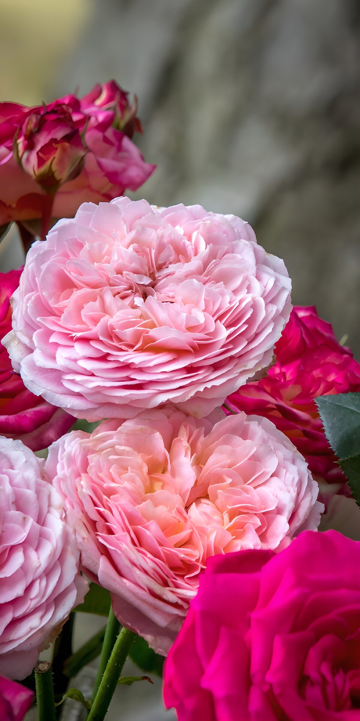 Zarte rosa Rosenblüten im Garten