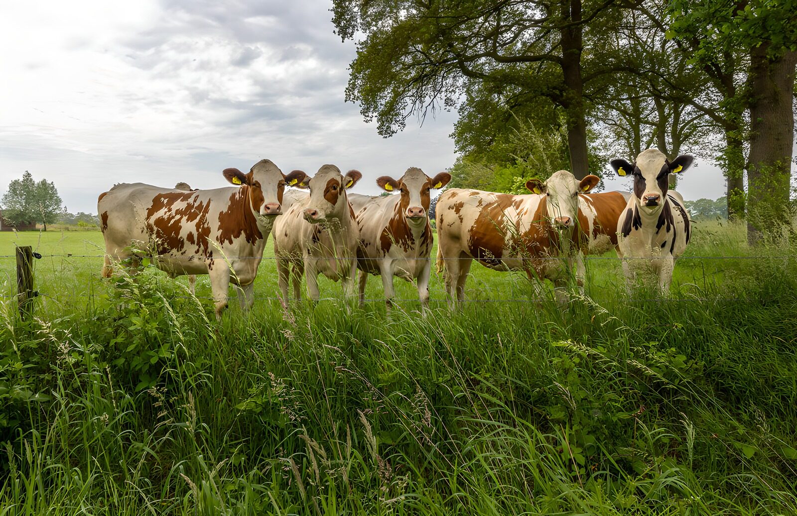TPDE22125: Friedliche Kühe auf einer Wiese
