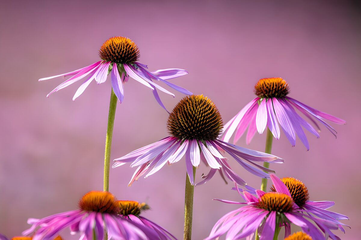 TPDE70702: Schöne Echinacea-Blüten im Sonnenlicht