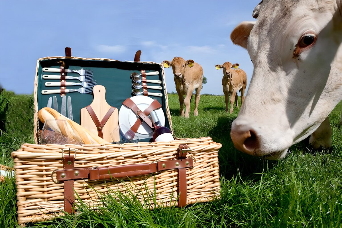 TPDE68206: Kuh riecht an einem Picknickkorb