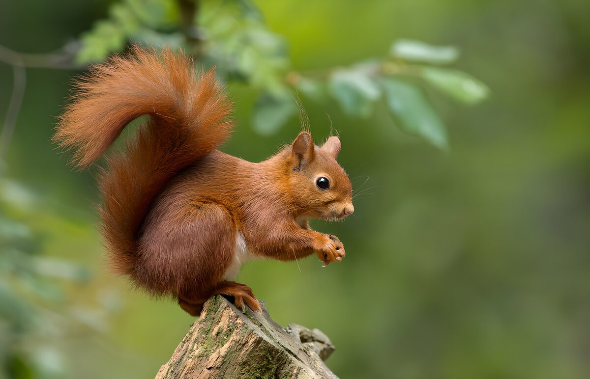 TPDE79691: Süßes Eichhörnchen auf Holz