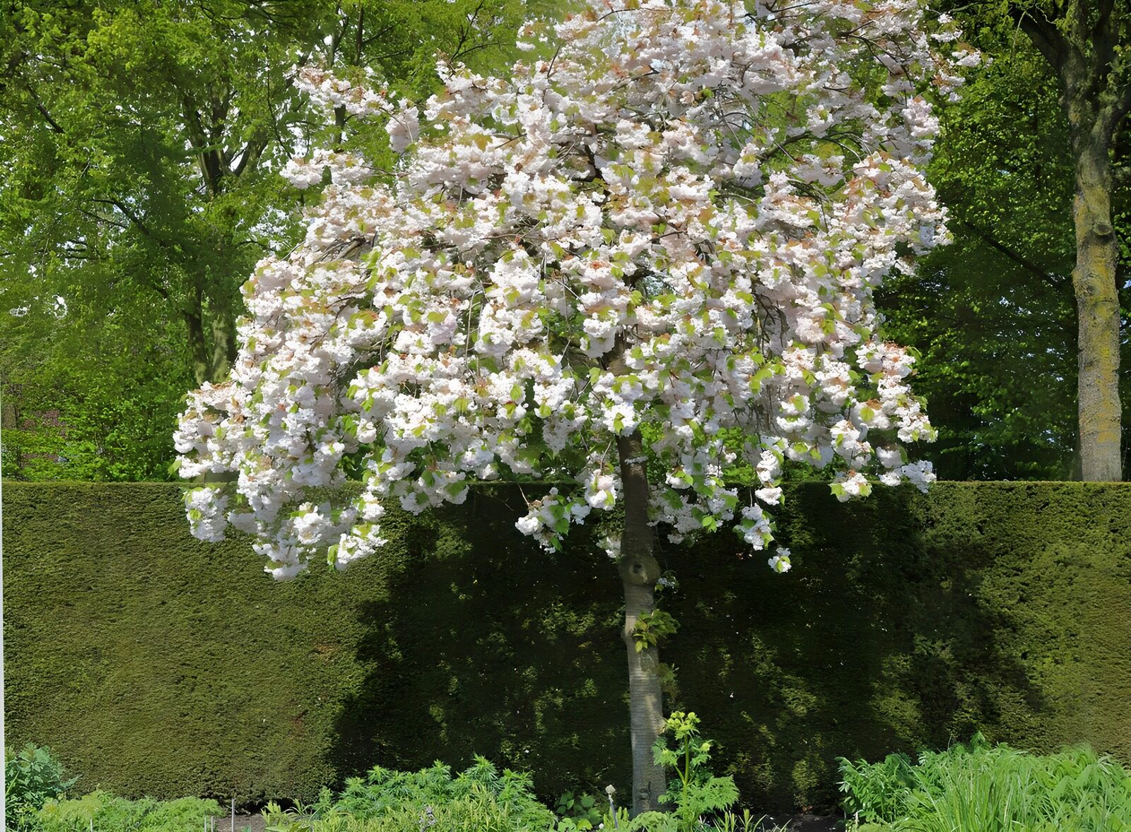 TPDE82636: Frühlingsblüten am Apfelbaum