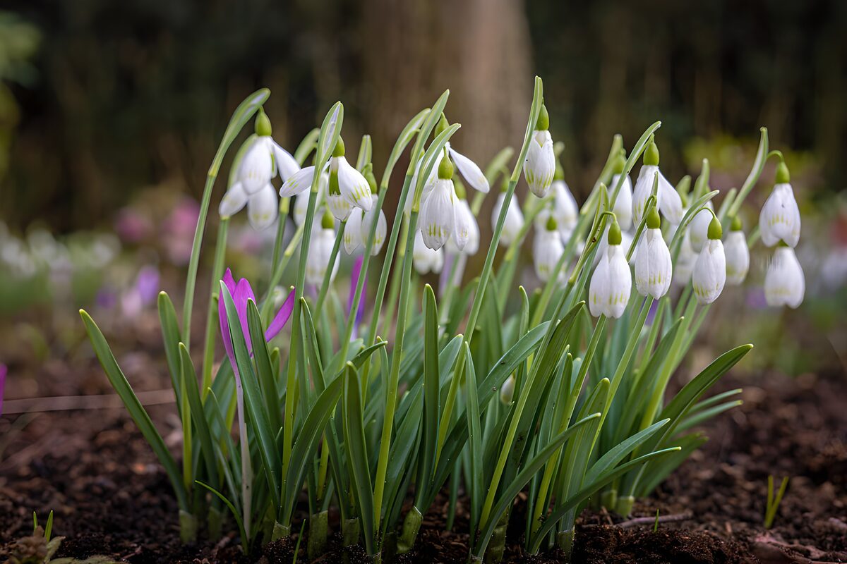TPDE51627: Schneeglöckchen im Frühling