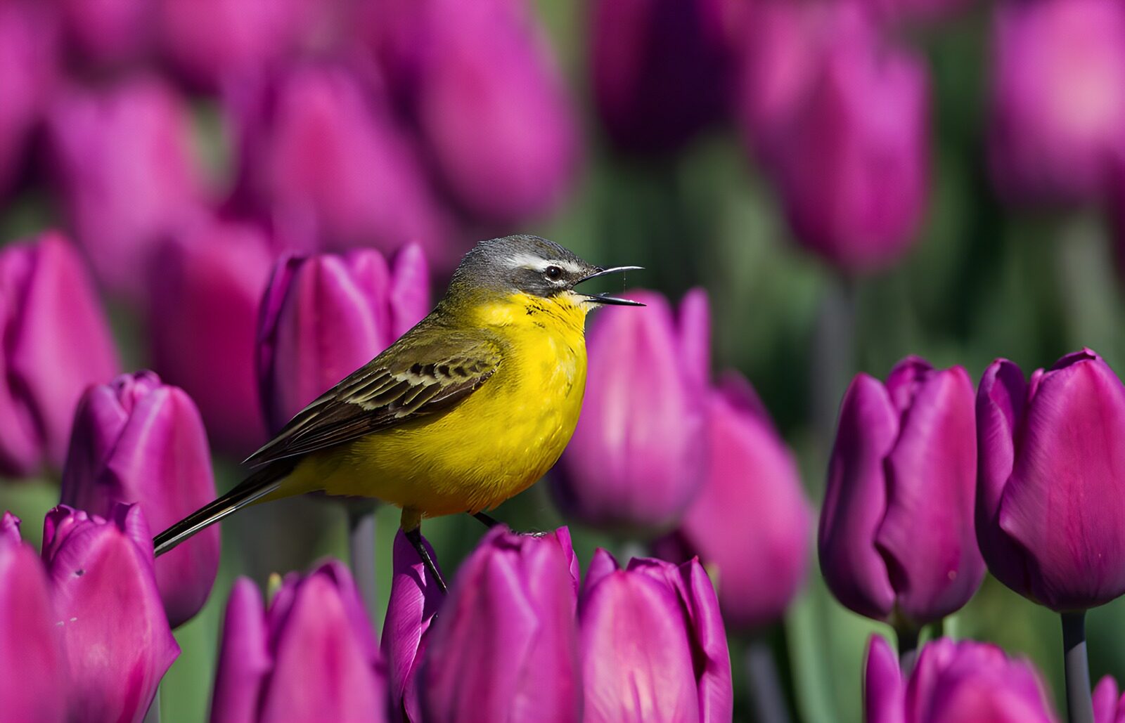 TPDE80871: Singender Vogel zwischen lila Tulpen