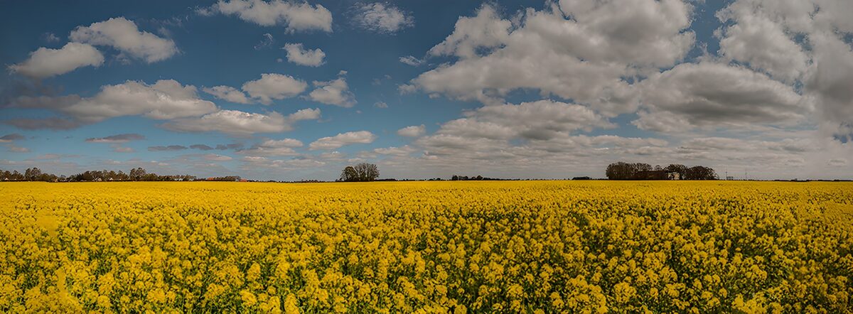 TPDE64013: Blühendes Rapsfeld unter einem blauen Himmel