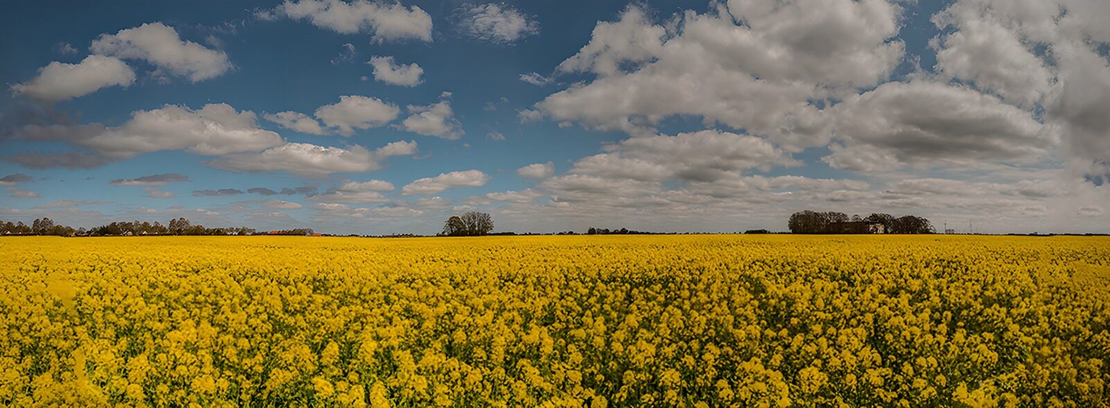 TPDE64013: Blühendes Rapsfeld unter einem blauen Himmel