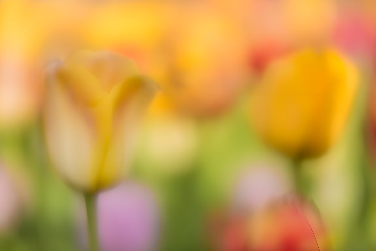 TPDE22993: Verschwommene Tulpen im Frühlingslicht