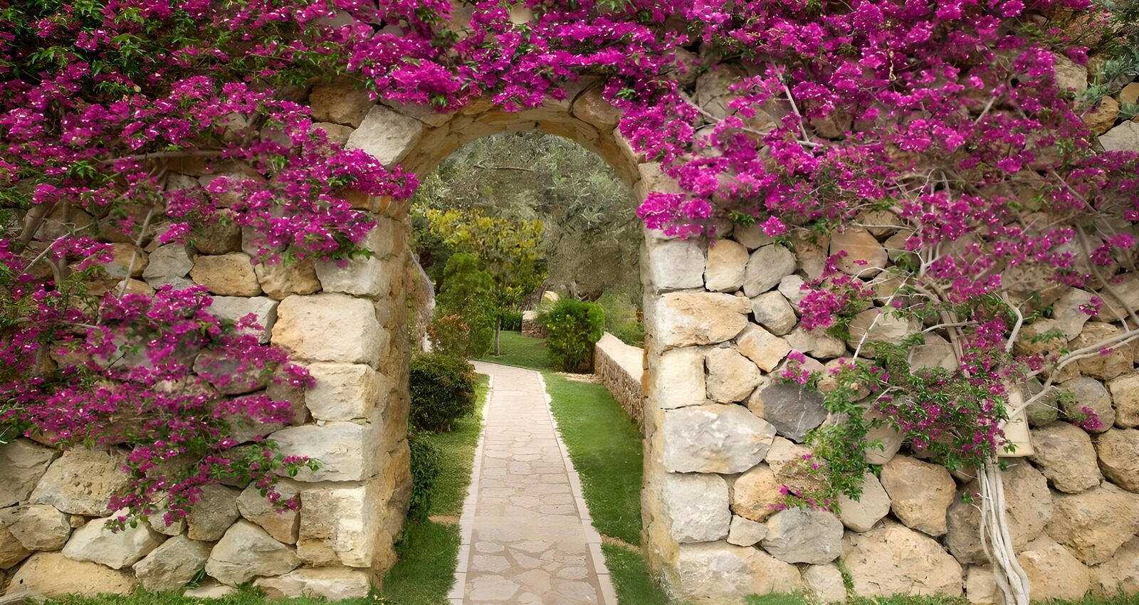 TPDE36741: wunderscöne Bougainvillea an einer Mauer mit Wanderweg in einen Park