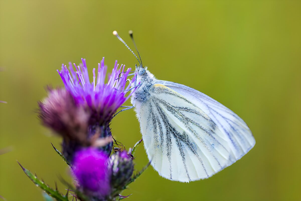 TPDE32936: Schmetterling auf lila Blüte