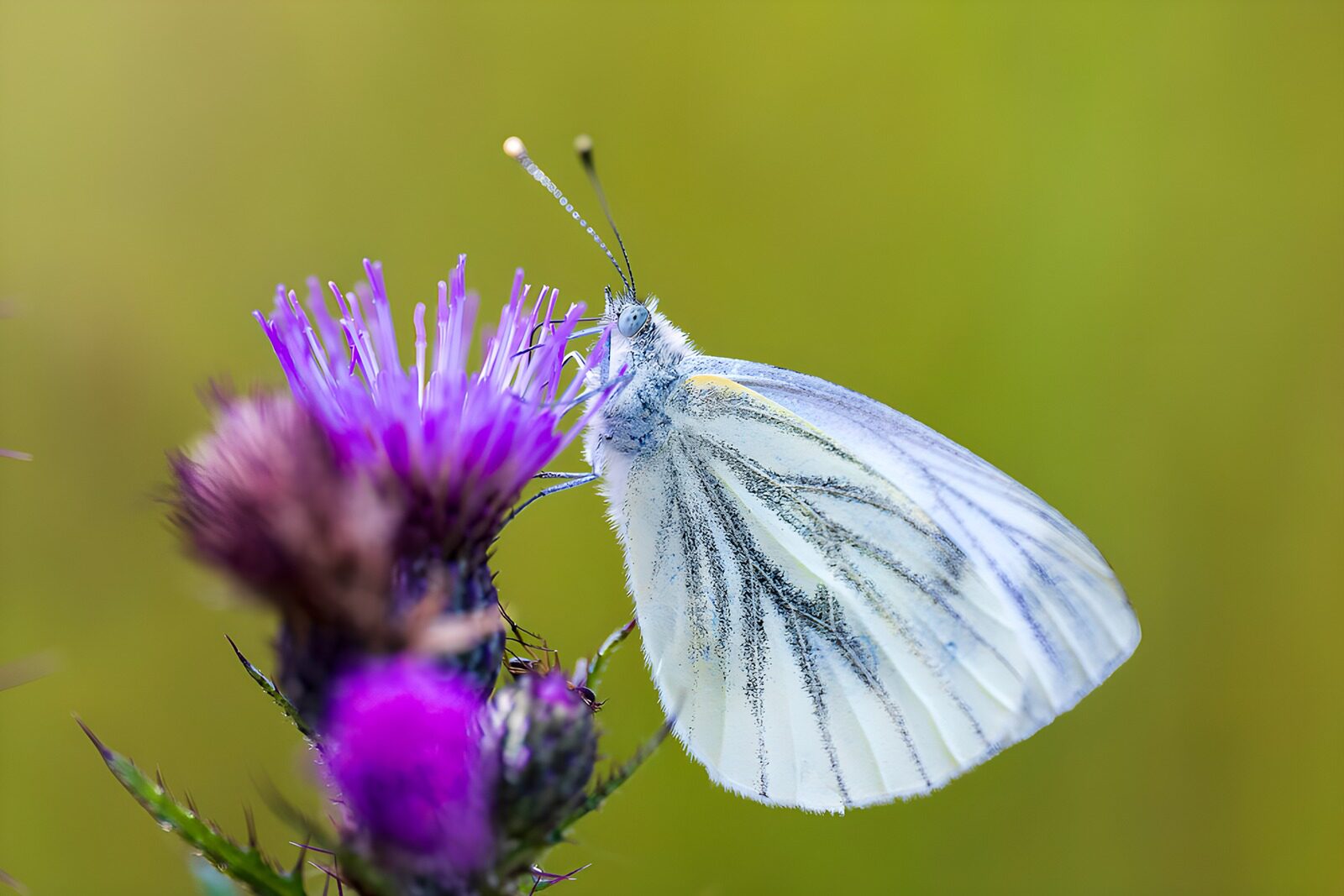 TPDE32936: Schmetterling auf lila Blüte