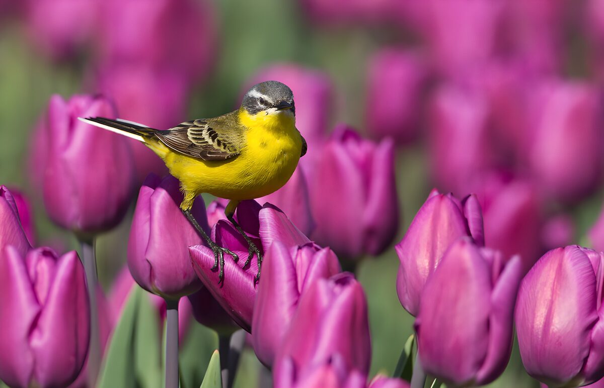 Gelber Vogel zwischen lila Tulpen