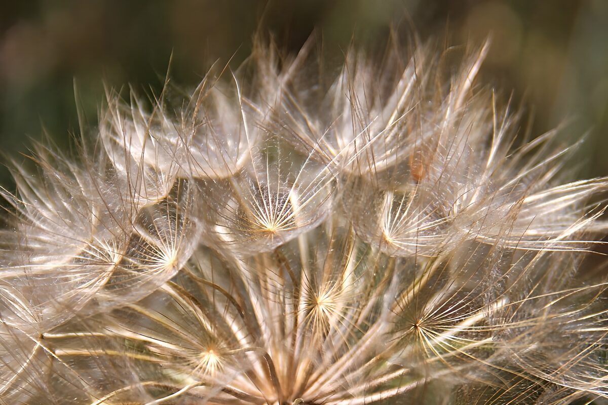 Flugsamen der Pusteblume